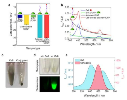 광민감제-압타머-UCNP 복합체의 합성 및 특성파악