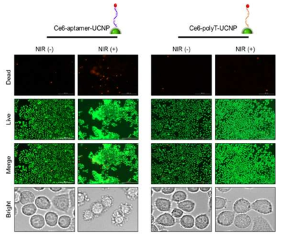 KB 세포의 이미징을 통한 UCNPs 복합체의 타겟팅 효과 확인