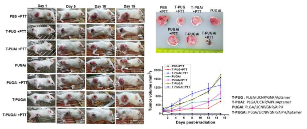 PLGA/GNR/UCNPs/AIPH/Aptamer 및 808 nm 레이저를 이용한 in vivo 암치료 효과 확인