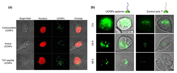 HeLa cell(a) 및 KB cell(b)의 이미징을 통한 복합체의 타겟팅 효과