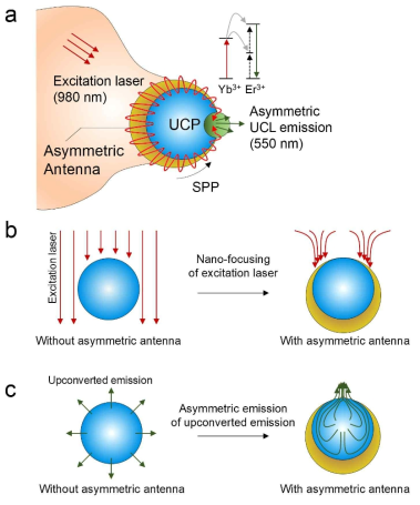 (a) Schematic illustration of asymmetric hetero-plasmonic nanoparticles(HPNs) for nano-focusing and asymmetric emission of upconversion luminescence. Crescent shaped plasmonic layer is covered on the upconversion nanoparticle (UCP) as an asymmetric antenna. (b, c) Decoupled explanation of (b) nano-focusing of excitation laser and (c) asymmetric emission of upconverted emission induced by asymmetric antenna