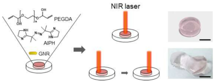 근적외선 기반의 하이드로겔 형성과 조사 위치에 따른 형성 조절