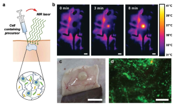 세포가 담지된 근적외선 기반의 in vivo 하이드로겔 형성