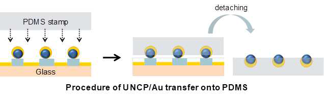 Nanocrescent UCNP/Au 기반의 PDMS 칩 제작 과정 모식도
