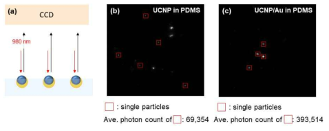 (a) Upconversion luminescence 측정 방식 및 (b,c) pristine UCNP와 UCNP/Au의 upconversion luminescence 비교