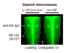 Lateral flow immunoassay를 통한 Antibody-HPN의 KB cell 타겟팅 확인