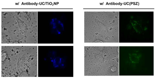 근적외선 조사 하에 antibody-HPN의 KB cell 타겟팅 이미징