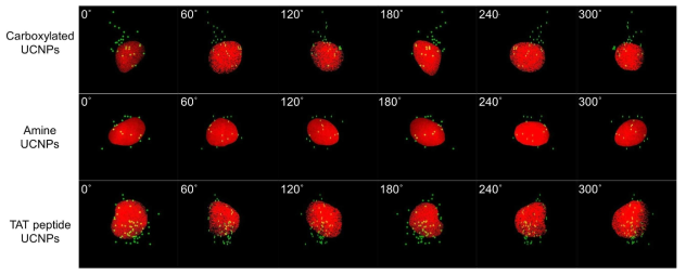 HeLa cell 3D 이미징을 통한 복합체의 입체적 타겟팅 효과 확인