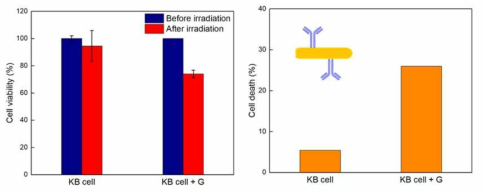 근적외선 (845 nm) 조사 하에 antibody-GNR의 암세포 사멸