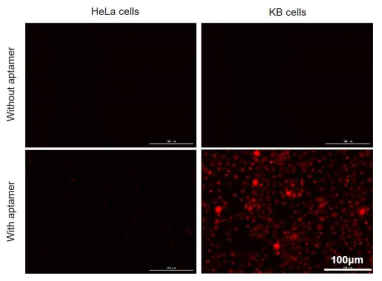 HeLa세포와 KB세포에 형광체가 결합된 압타머를 처리했을 때 타겟팅 효과 확인