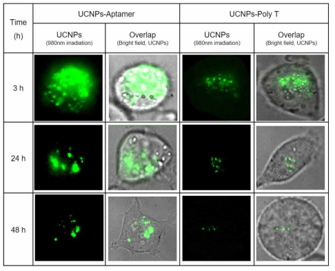 KB 세포의 이미징을 통한 복합체 UCNP의 타겟팅 효과 확인