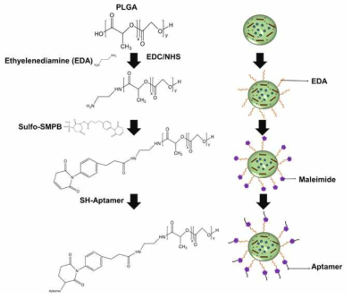 HPNs-PLGA/AIPH/Aptamer 나노 복합체를 통한 암 치료·이미징 및 aptamer 부착 과정 모식도