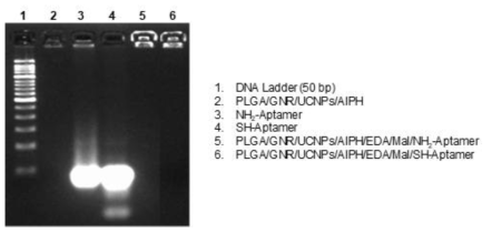 전기 영동을 통한 나노복합체의 표면 전하의 변화 및 aptamer 개질 여부 확인