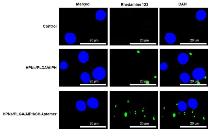 Rhodamine 123 dye를 통한 HPNs-PLGA/AIPH/aptamer 나노 복합체의 세포내 침투성 확인