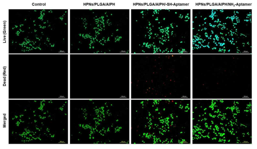 Live-dead 염색을 통한 HPNs-PLGA/AIPH/aptamer 나노 복합체의 세포 독성 확인