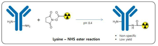 항체에 방사성동위원소를 표지하는 고전적인 방법1