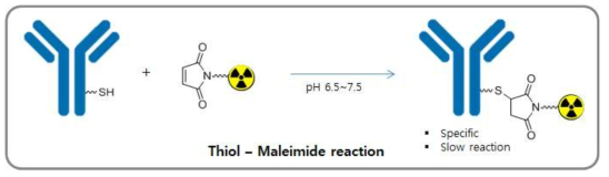 항체에 방사성동위원소를 표지하는 고전적인 방법2