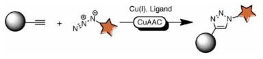 CuAAC 반응의 개념도