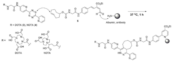 bioorthogonal적으로 연결시킨 다중기능 화합물 합성방법