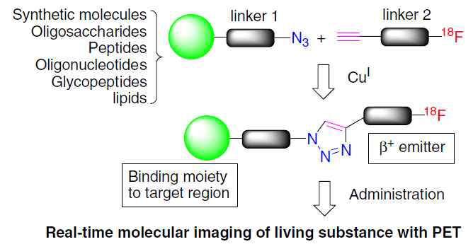 CuAAC 클릭방법을 이용한 18F-표지 연구