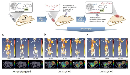 ADIBO의 SPAAC 방법을 이용한 Pretargeting PET 영상 연구