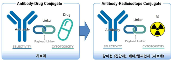 항체-방사성동위원소 접합체 개념도