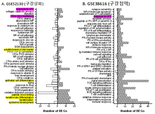 구강편평태선 병소에서 높아진 gene ontology biological process terms. 통계적으로 유의하게(p < 0.05) 높아진 term 중 구강상피 데이터세트(A)와 구강점막 데이터세트(B)에서 top 40 term만 그렸다. 상피 장벽기능장애와 관련된 term은 노란색으로 감염과 관련된 term은 분홍색으로 표시하였다. AF: actin filament, APP: antigen processing and presentation, BP: biosynthetic process, CR: cellular response, DR: defense response, ECM: extracellular matrix, MP: metabolic process, NR: negative regulation, PGD: prostaglandin D, PR: positive regulation, PS: polysaccharide, SP: signaling pathway