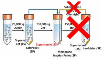 Cell Lysis 이후 단백질 분리 과정 및 Western blotting 결과