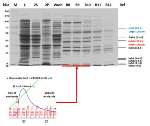 Hydrogenase SDS-PAGE 결과 및 크로마토그래피 결과