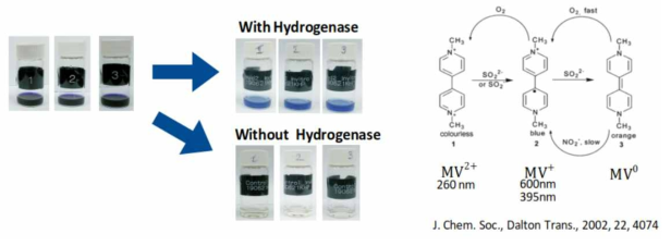 Hydrogenase in-vitro활성 측정 실험 모식도