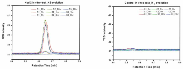 Hydrogenase in-vitro활성 GC test 측정 결과