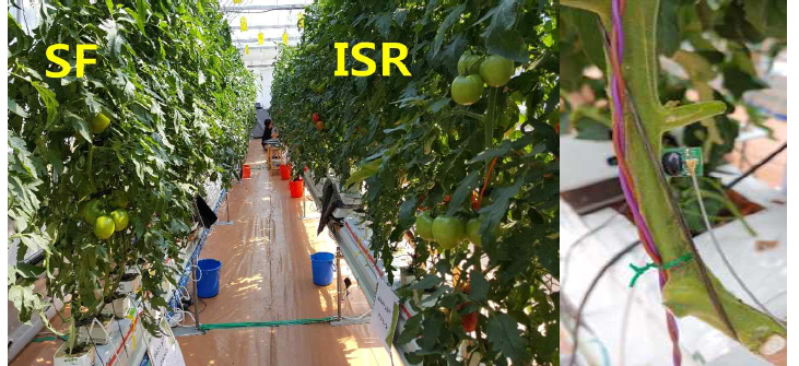 두 급액 제어방식(ISR, SF)으로 재배된 토마토 생육 및 물관 수액 흐름 센서