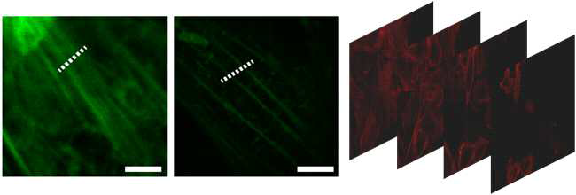 일반 현미경 및 메타표면 적용 현미경 이미징 결과와 Optical sectioning을 통한 3차원 세포 이미징 실험 결과