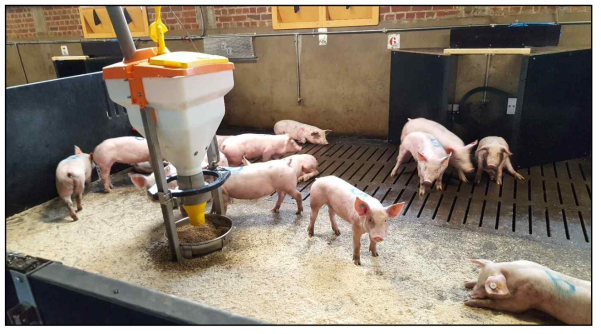 RFID attached to each pig