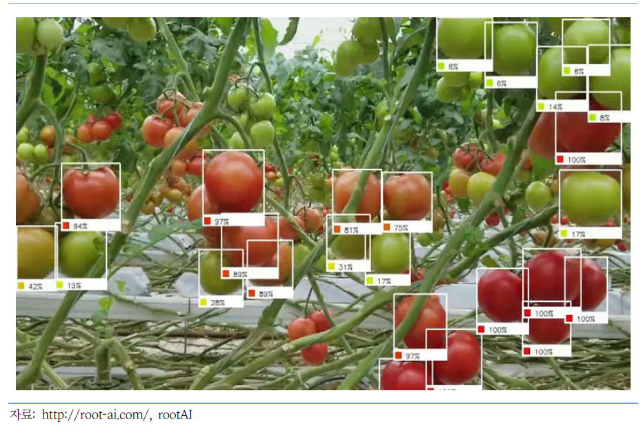 인공지능 시각화 기술로 익은 토마토를 판별한 연구 사례