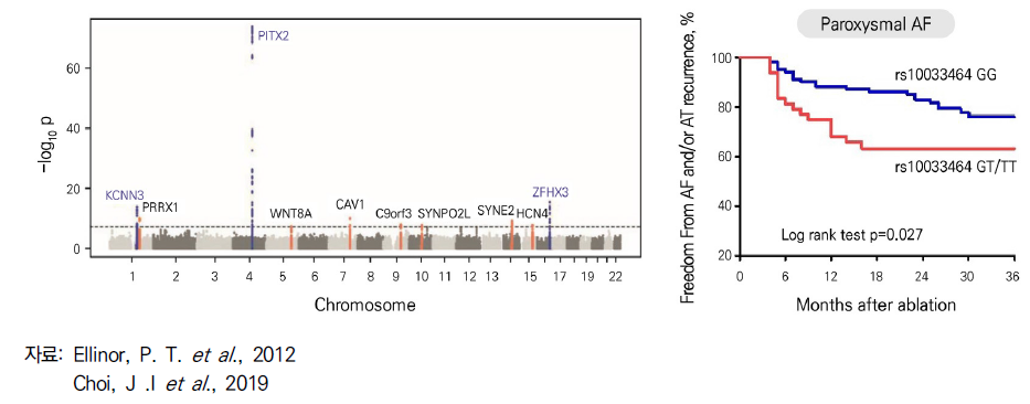심방세동 환자 GWAS 연구에서 발견된 9개 유전자 위치 메타분석 Manhattan plot (좌); 단일염기다형성에 따른 발작성 심방세동 전극도자절제술 재발 예측 (우)