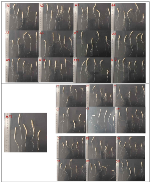 묘삼의 뿌리 측정을 통한 생장 상태 분석