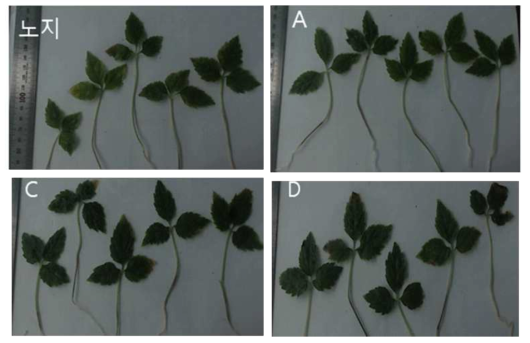 묘삼의 잎길이 측정을 통한 생장 상태 분석