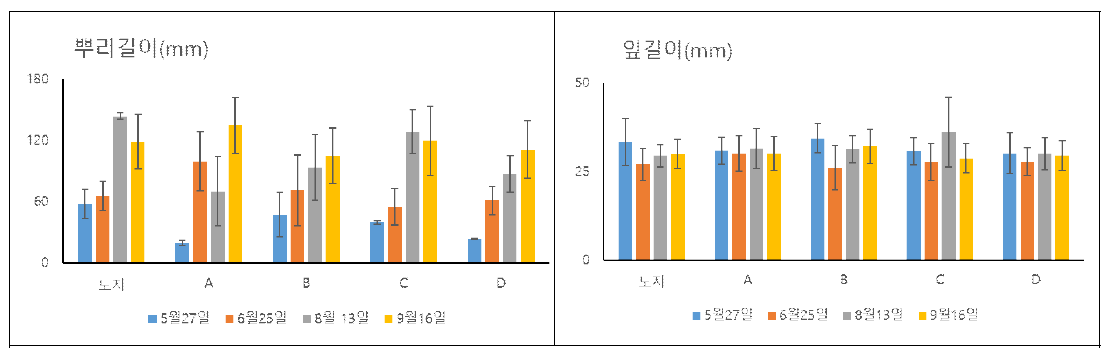 메인뿌리 길이와 잎길이의 비교를 통한 생장상태 비교