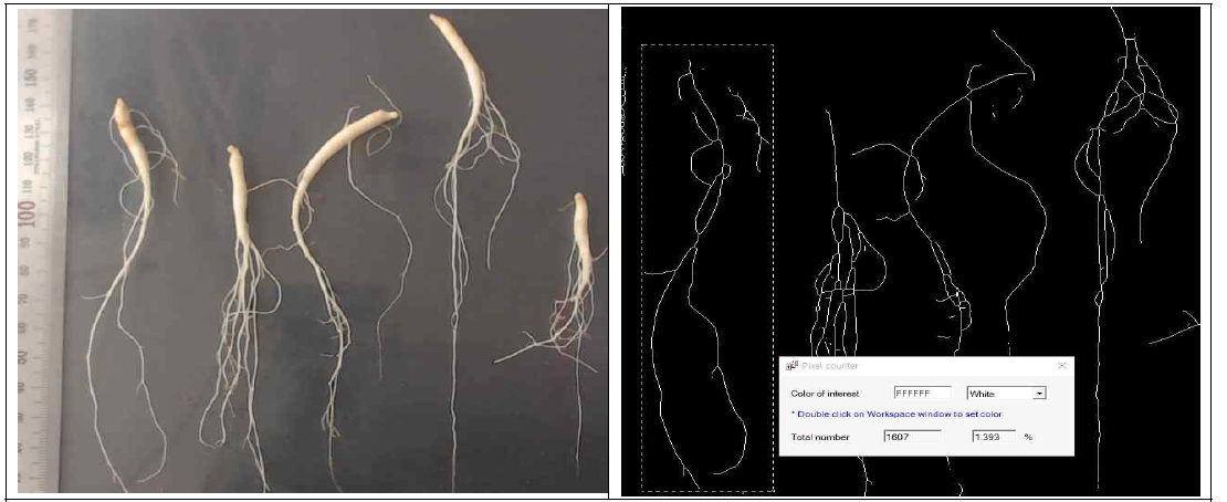 메인뿌리를 포함한 총뿌리의 길이측정을 위해 pheno capture 프로그램 이용