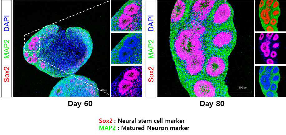 Embryo Body 형성후 60일 경과시 뇌오가노이드의 대뇌피질 유사구조형성. Sox2 · 신경줄기세포 마커; MAP2 · 성숙한 신경세포 마커