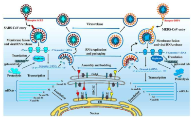 SARS-CoV와 MERS-CoV life cycle의 비교 모식도 (Z. Song et al., Viruses 2019, 11, 59)