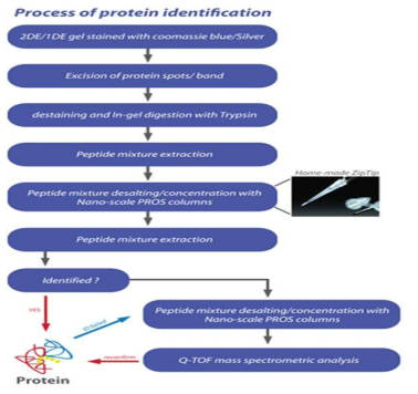 In-gel digestion과 protein identification 과정