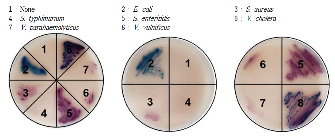 Salmonella Chromagar 각 균 배양