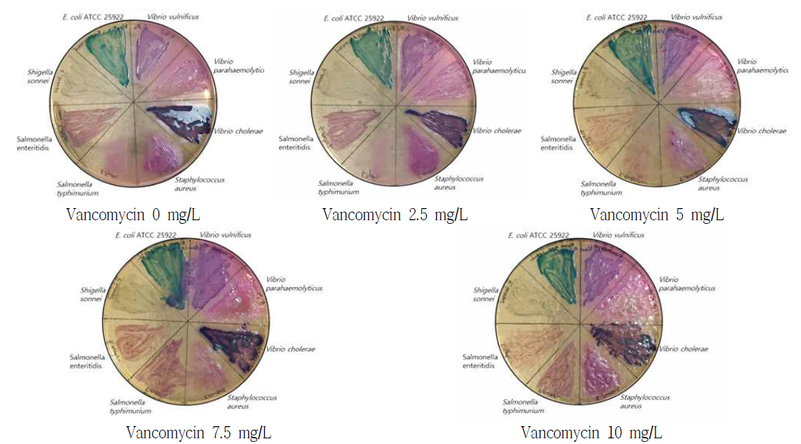 다양한 농도의 Vancomycin이 포함된 배지에서의 그람 양성균의 저해도 비교