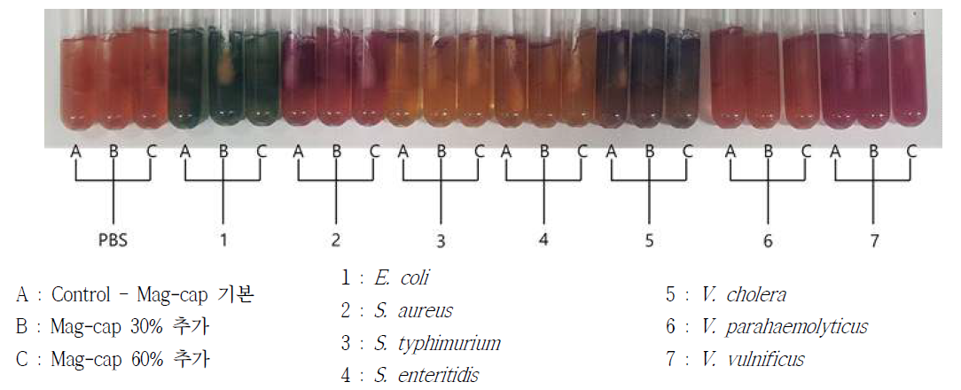 Mag-cap 농도 변화 Vial 배지 배양