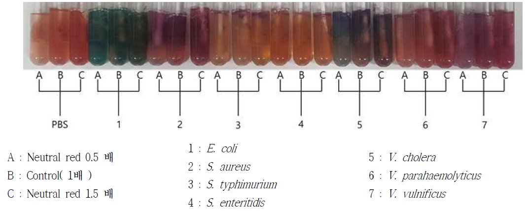 Neutral red 농도 변화 Vial 배지 배양