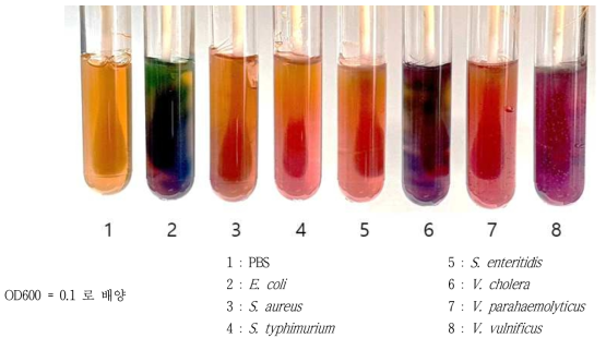 OD600 = 0.1 기준 Vial 배지 배양