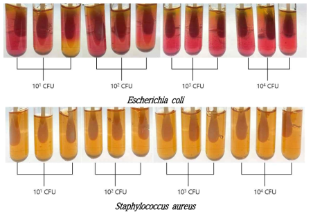 CFU 측정 Vial 배지 배양 3반복 실험