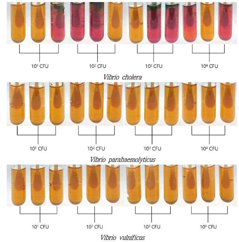 CFU 측정 Vial 배지 배양 3반복 실험